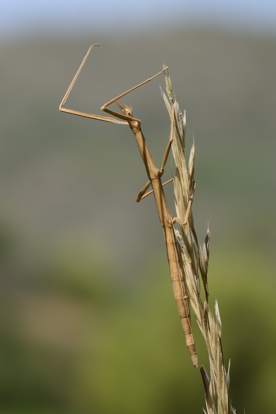 Femmina di Clonopsis gallica
