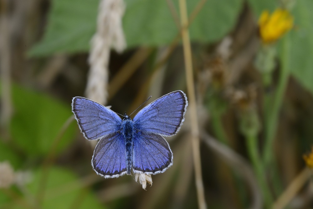 ID Farfalla - Plebejus sp.