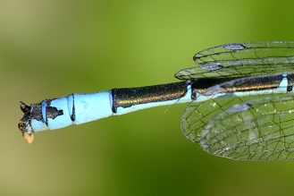 Conferma Coenagrion coerulescens: s�, � lui.