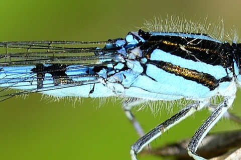Conferma Coenagrion coerulescens: s�, � lui.