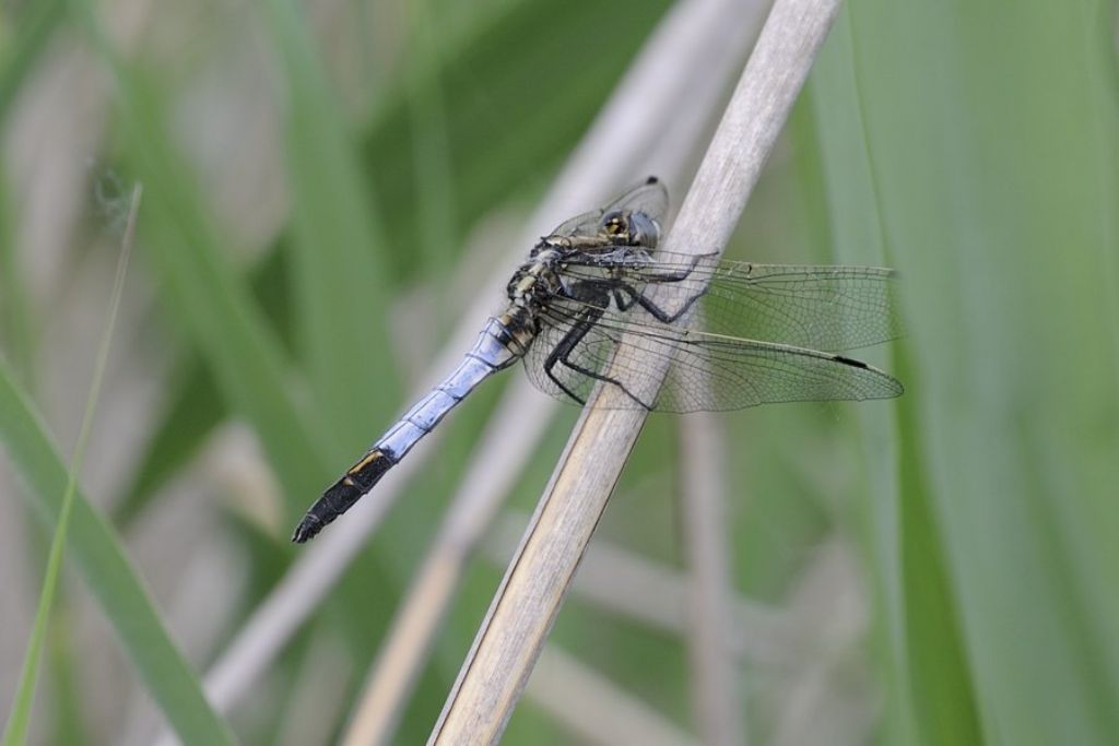 Orthetrum sp.