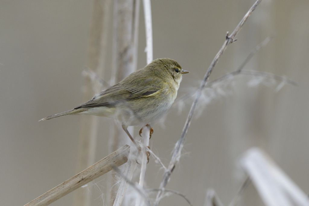 Tutti Lu� piccoli?
