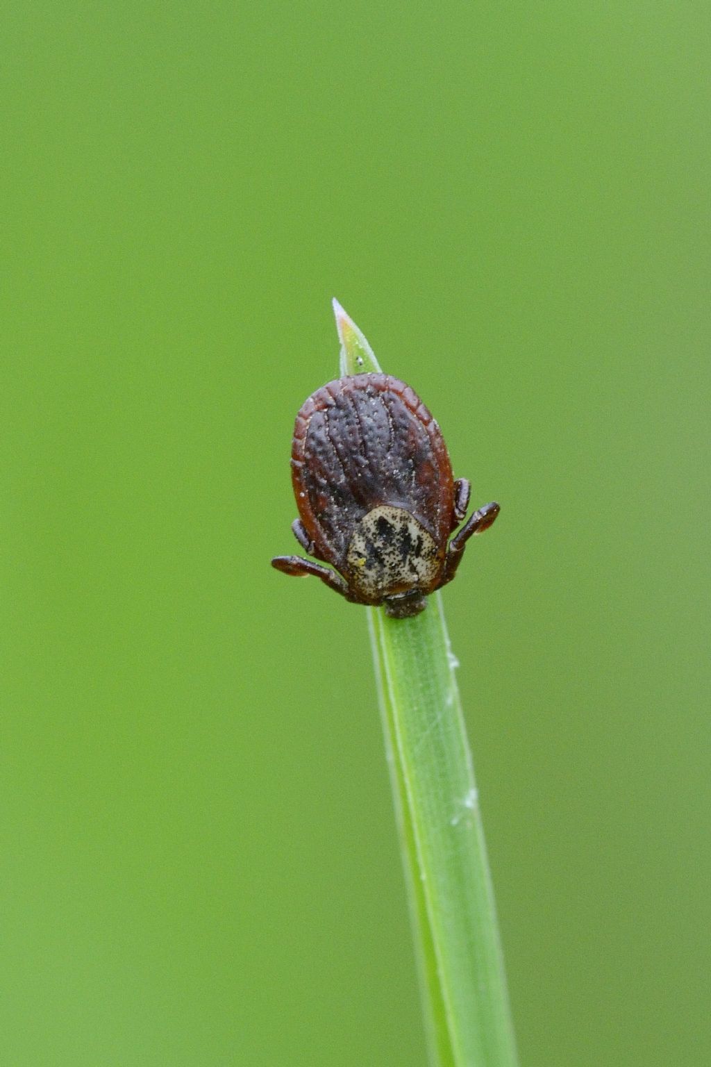 Dermacentor cfr marginatus - Ceresole (CN)