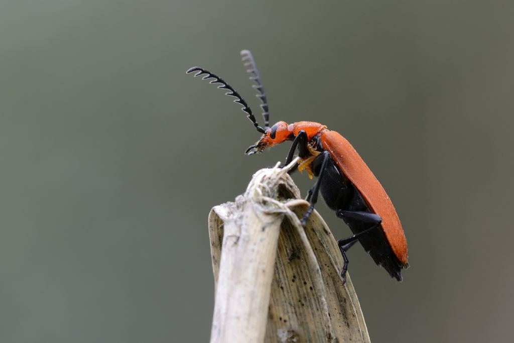 Pyrochroa serraticornis con addosso dei triungulini