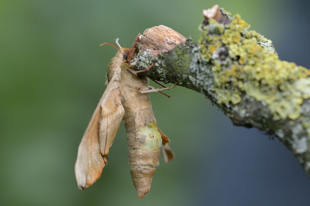 Sphingidae da ID