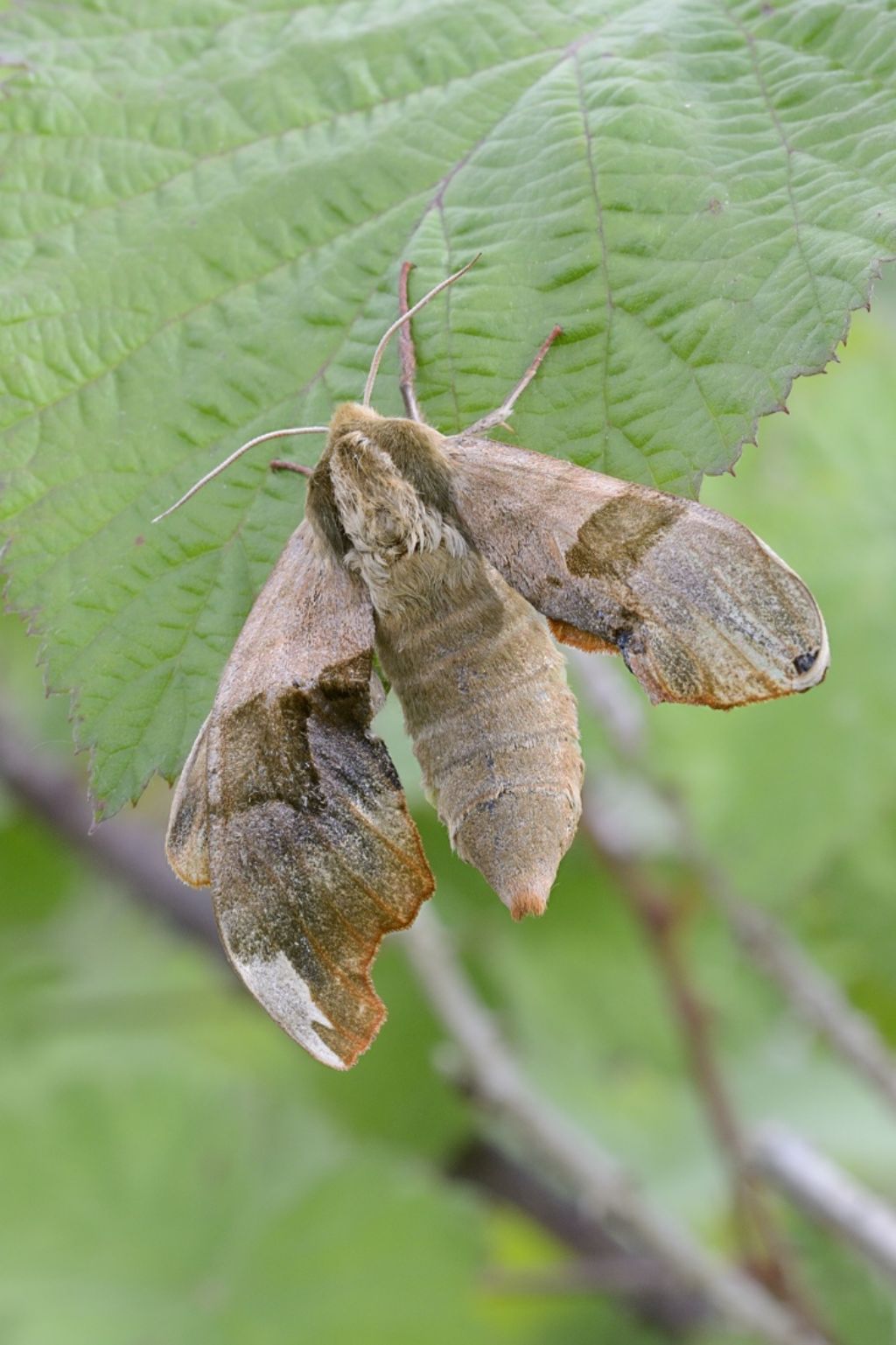 Sphingidae da ID