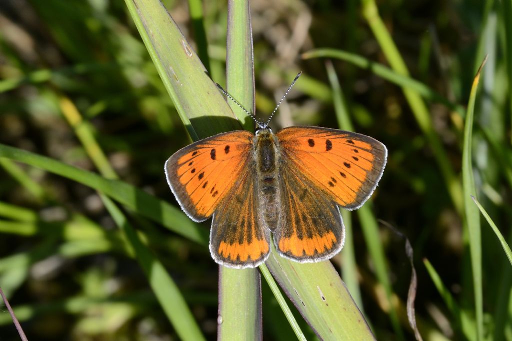 Farfalla da ID - Lycaena dispar