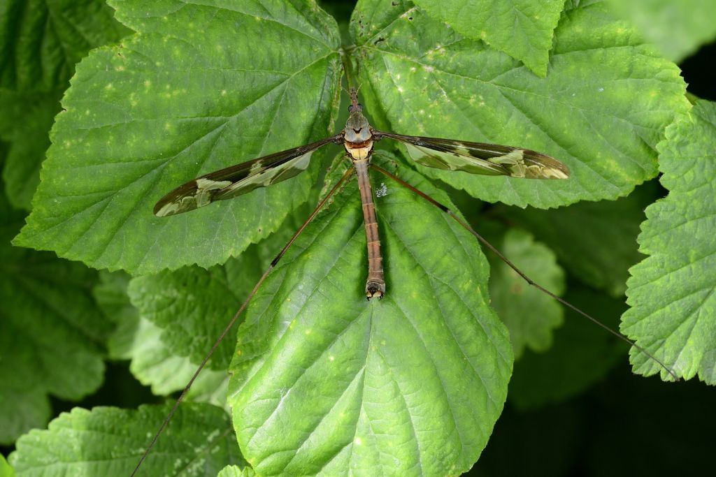 Tipula maxima (Tipulidae)