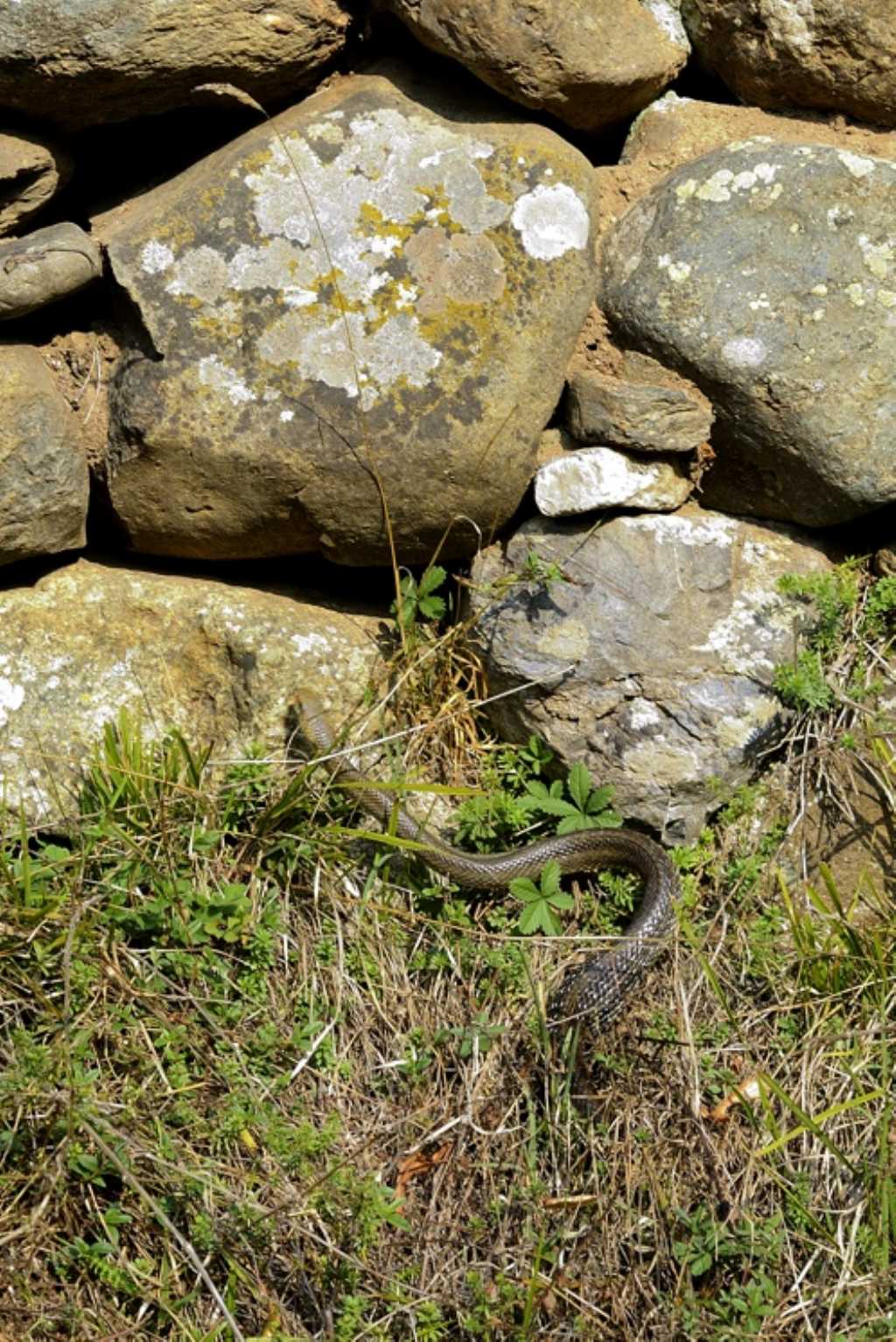 Serpente da ID:   Colubro di Esculapio (Zamenis longissimus)