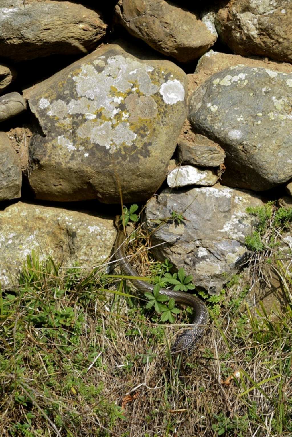 Serpente da ID:   Colubro di Esculapio (Zamenis longissimus)