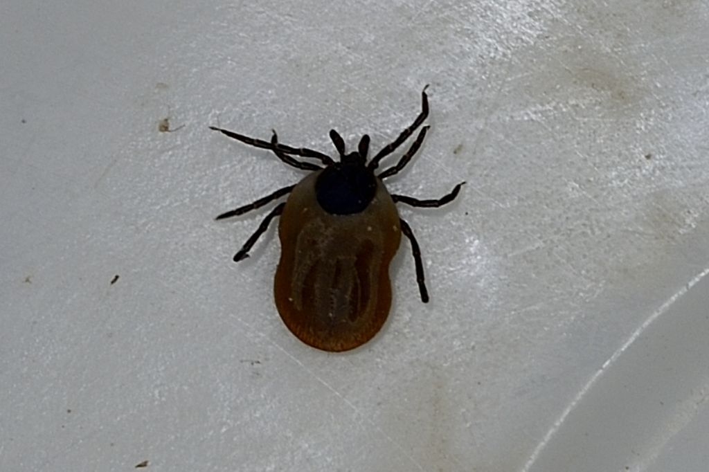 Morsicato da una zecca:  Ixodes ricinus (Ixodidae)