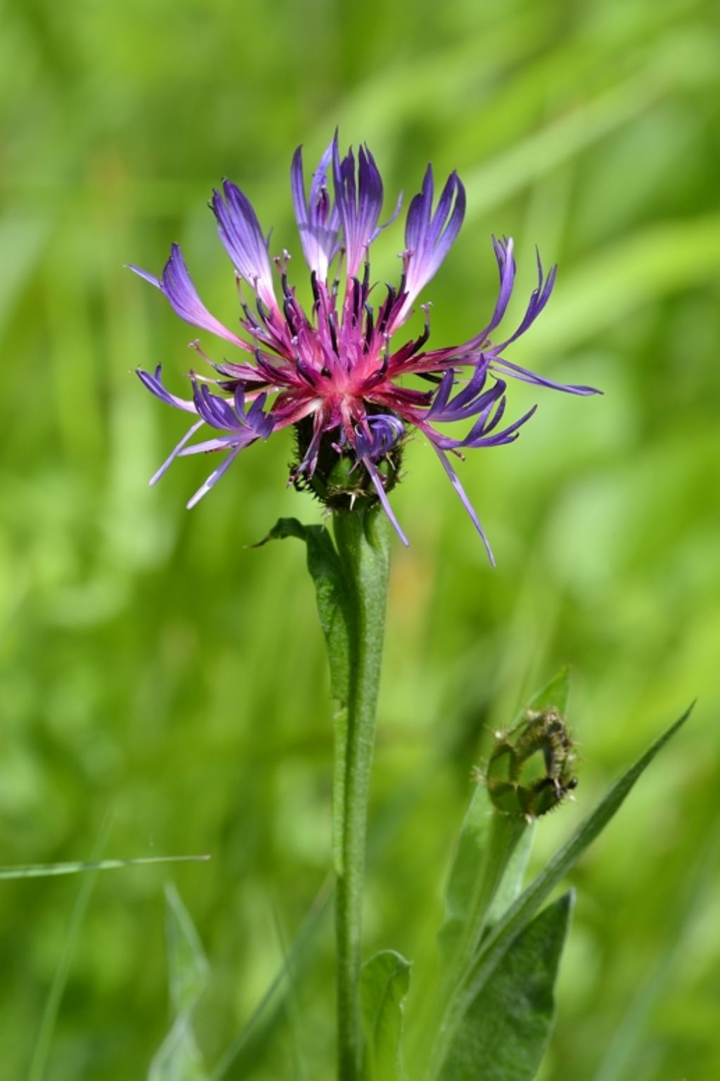 Cyanus triumfettii