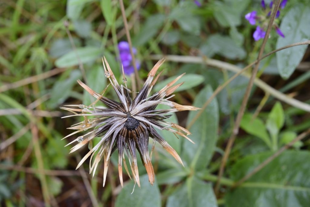 Urospermum dalechampii,  acheni / Boccione maggiore