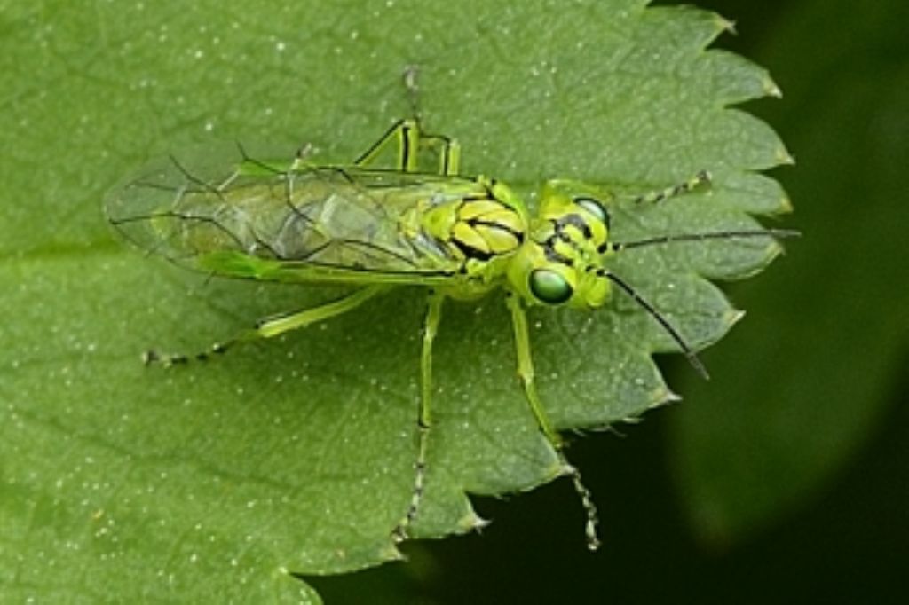 Tenthredinidae: Rhogogaster sp.