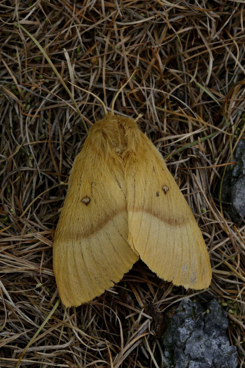 Possibile Lasiocampa quercus? S