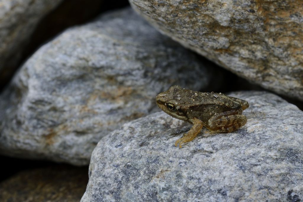 Rana da ID - Rana temporaria, neometamorfosato