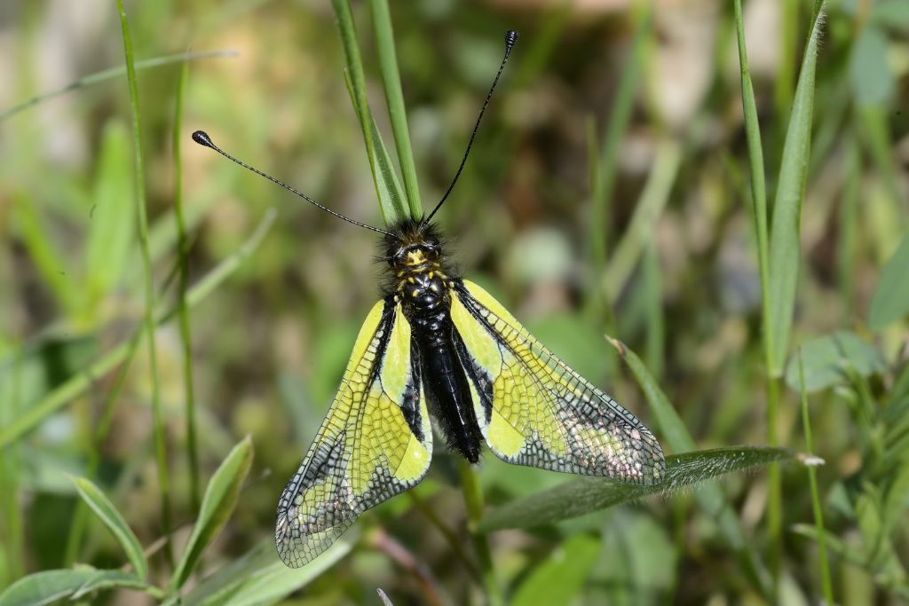 Libelloides coccajus (Ascalaphidae), femmina