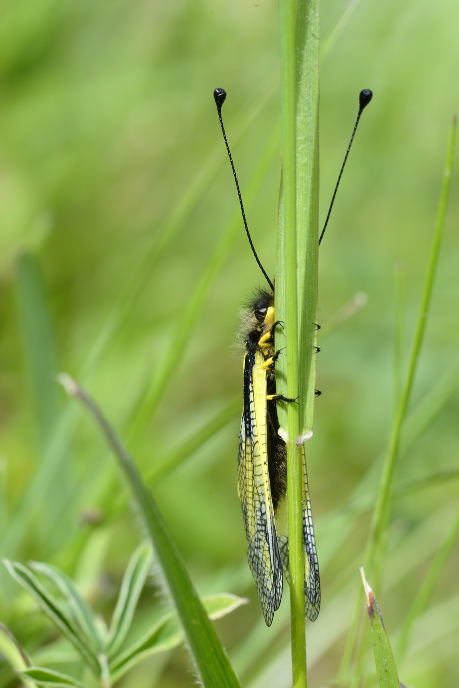Libelloides coccajus (Ascalaphidae), femmina