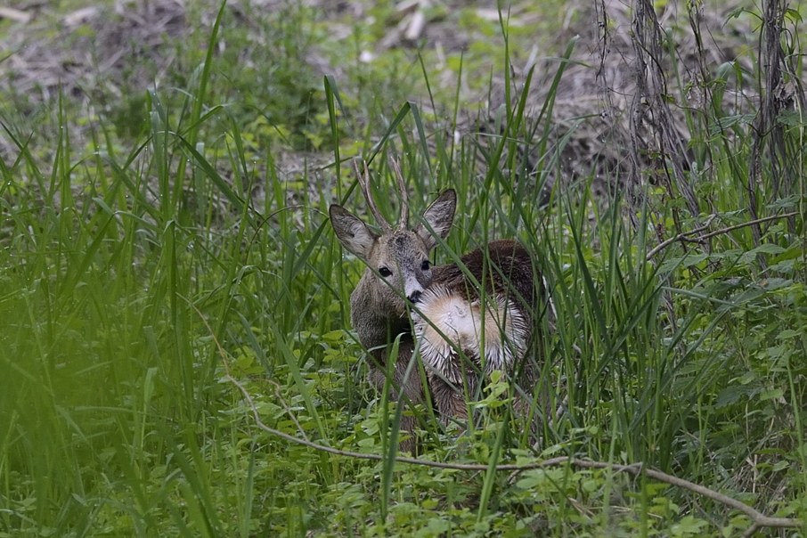 Capriolo giovane maschio