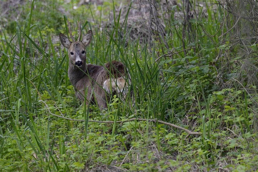 Capriolo giovane maschio