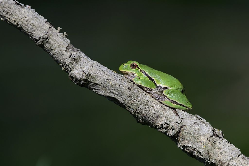 Hyla intermedia