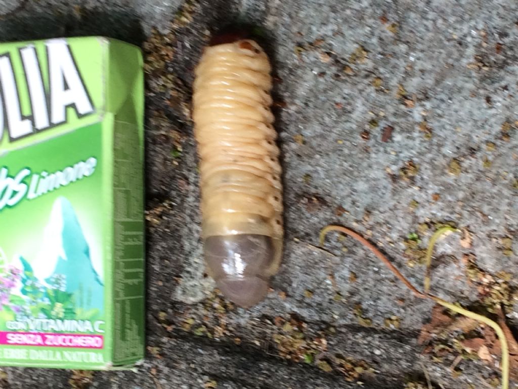 Larva di Scarabaeoidea : cfr. Oryctes nasicornis