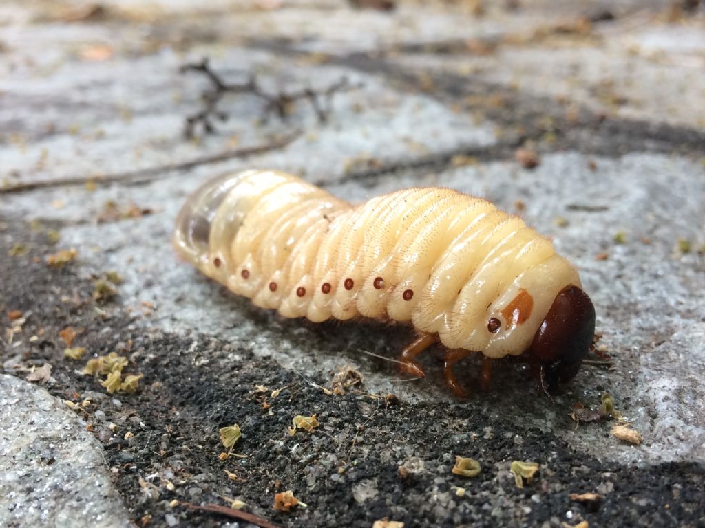 Larva di Scarabaeoidea : cfr. Oryctes nasicornis
