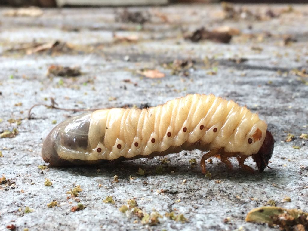Larva di Scarabaeoidea : cfr. Oryctes nasicornis