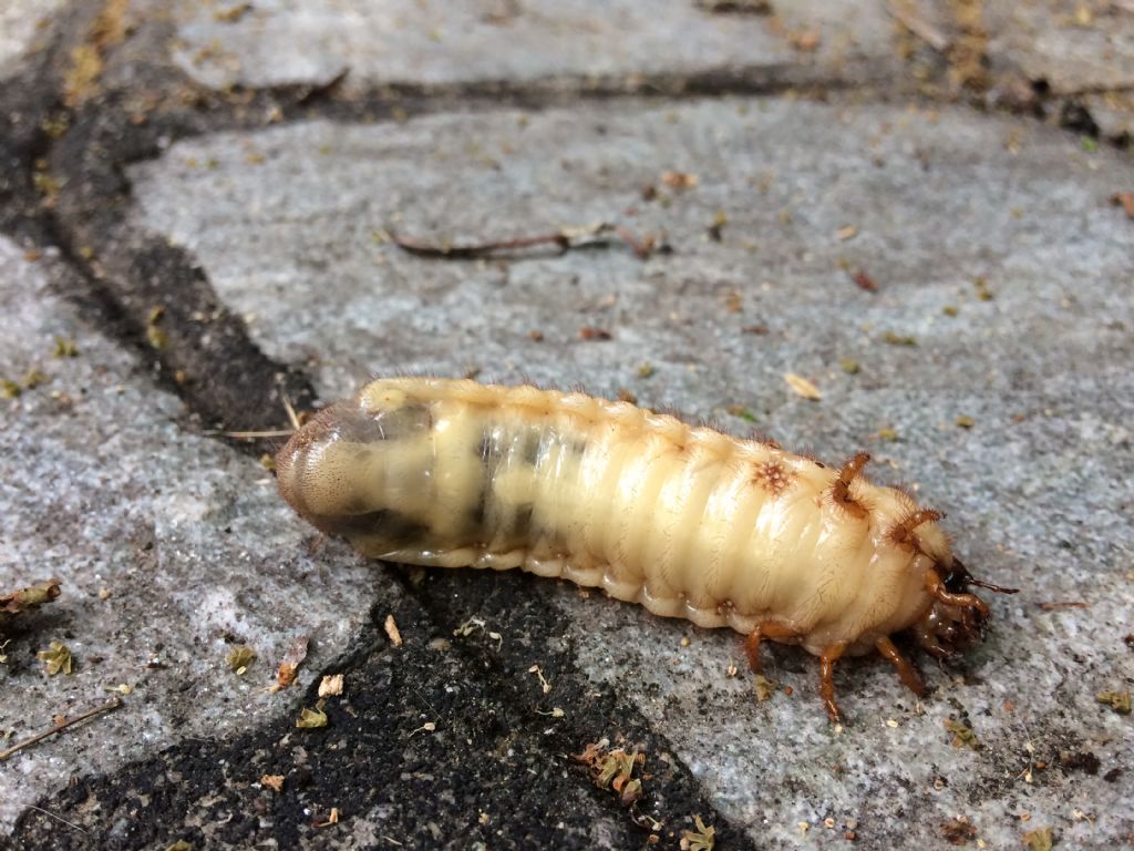 Larva di Scarabaeoidea : cfr. Oryctes nasicornis