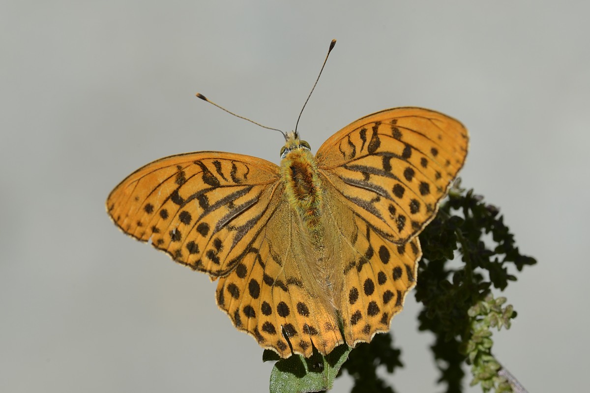 Argynnis paphia?