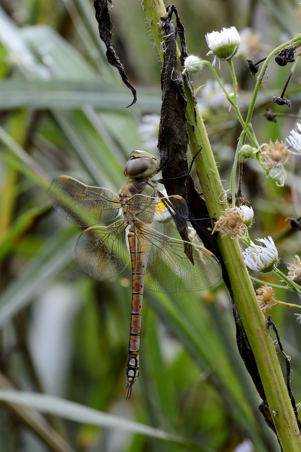 Aeshna affinis? no, Anax ephippiger