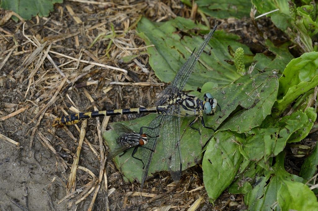 Sarcophaga sp. vs Onychogomphus