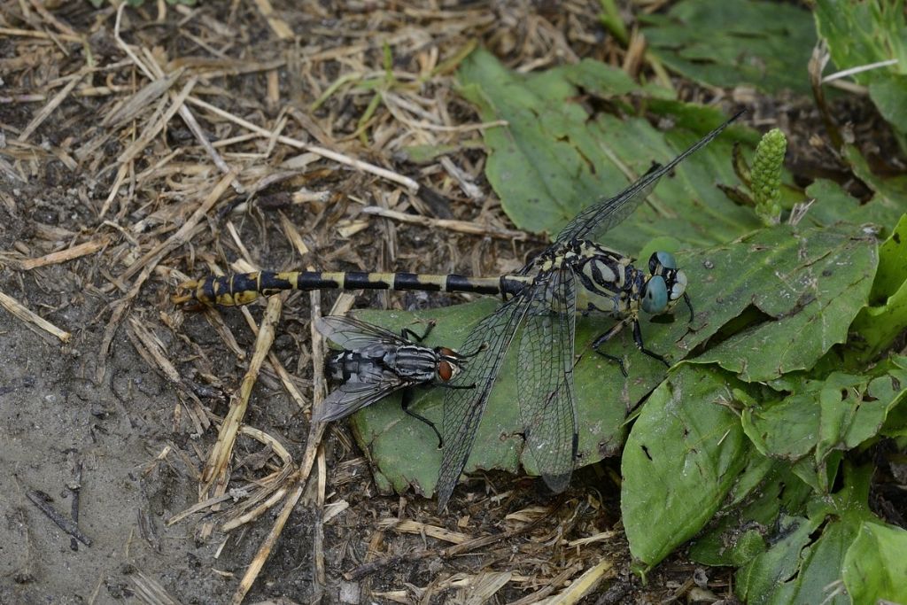 Sarcophaga sp. vs Onychogomphus