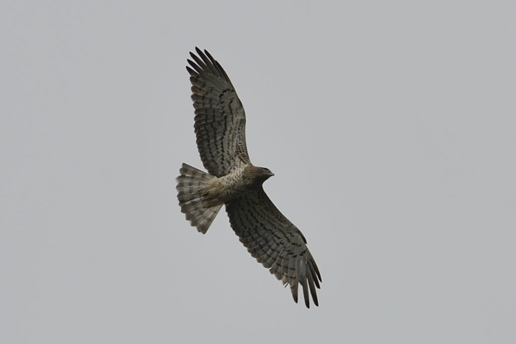 Rapace da ID