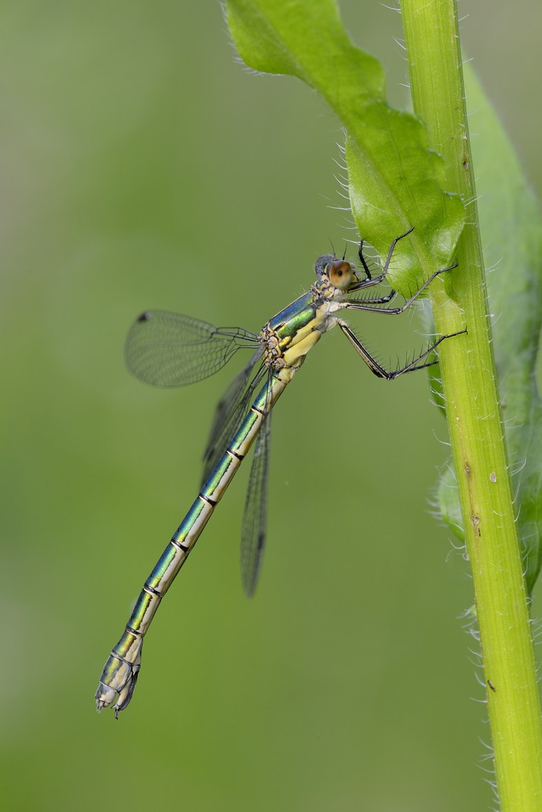Lestes dryas