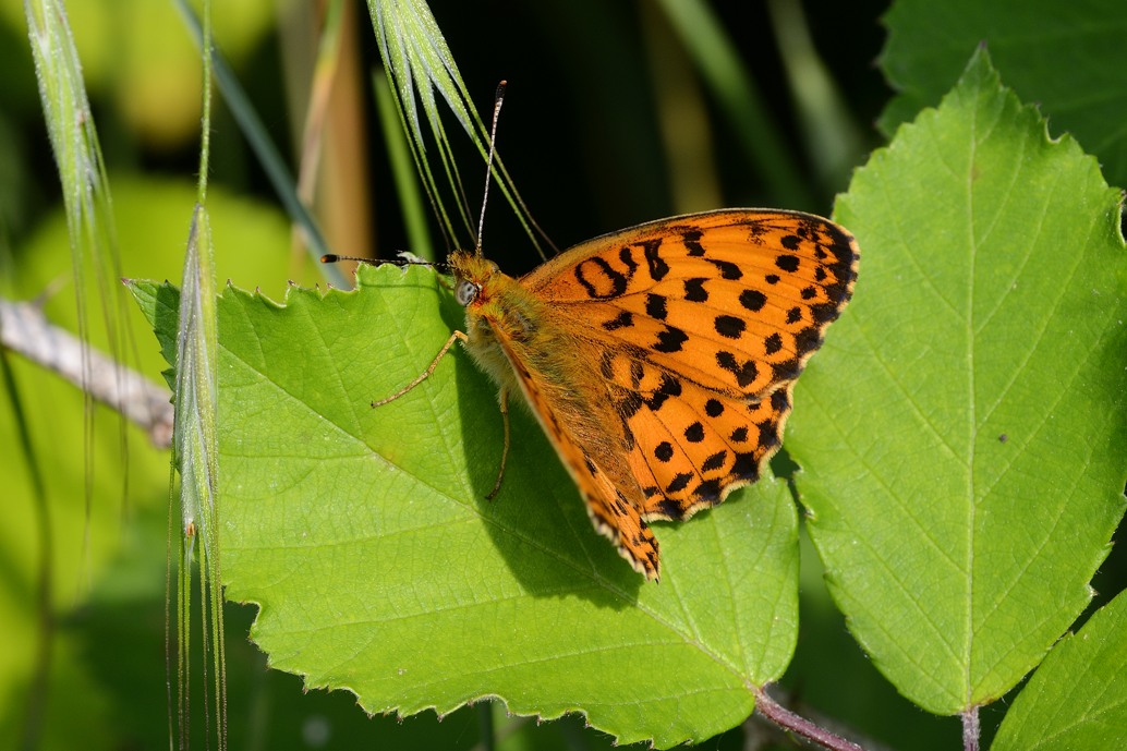 Farfalla da ID - Brenthis daphne