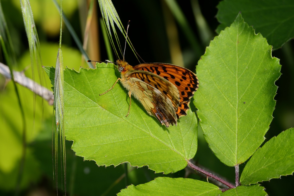 Farfalla da ID - Brenthis daphne