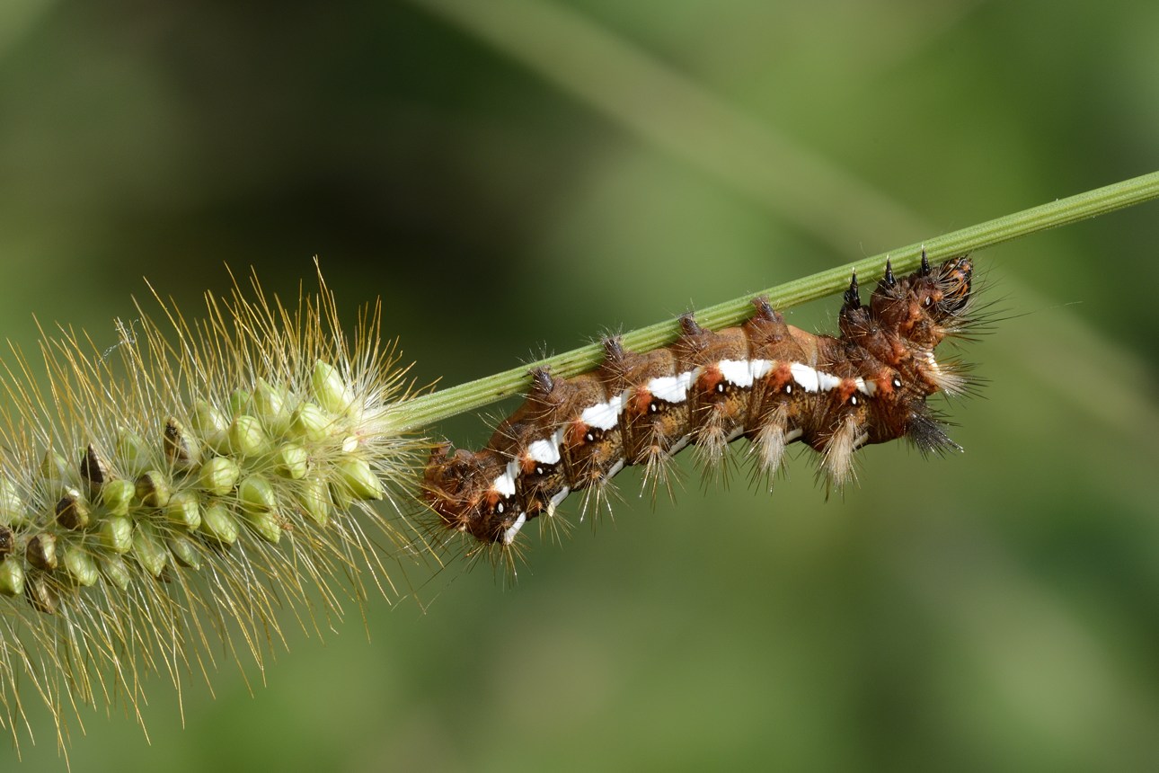 Bruco da ID - Acronicta (Viminia) rumicis