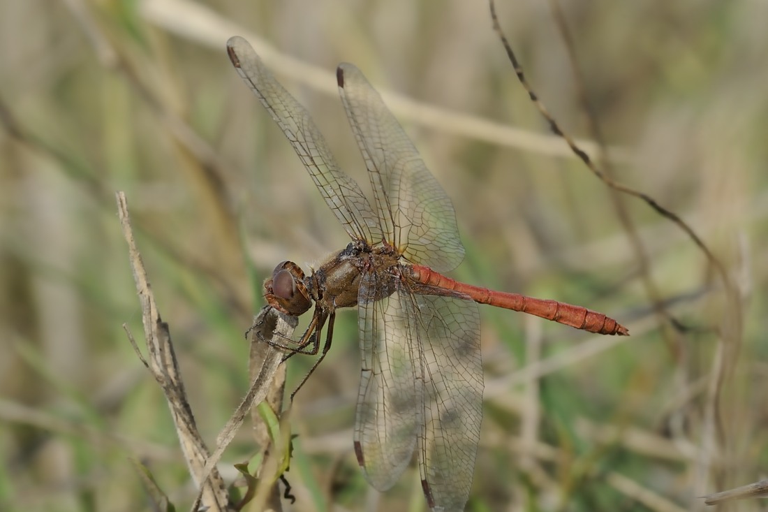 Sympetrum da ID