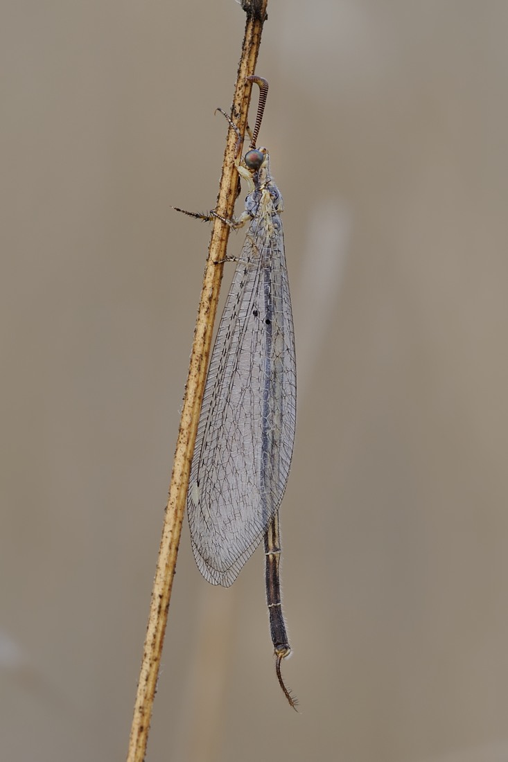 Macronemurus appendiculatus, maschio