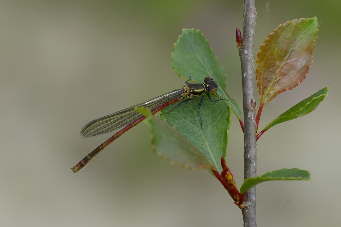 Pyrrhosoma nynphula