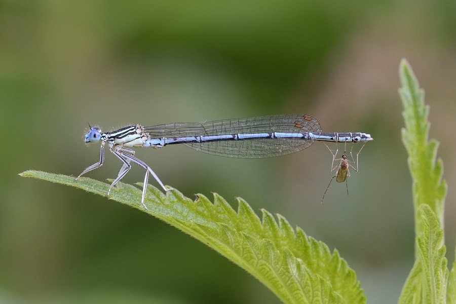 Platycnemis pennipes maschio con zanzara