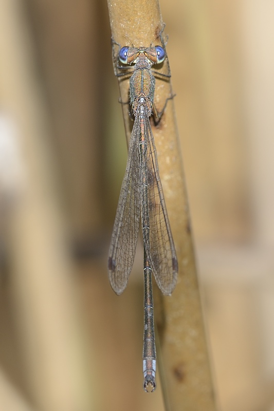 Lestes dryas? no, vecchio Lestes virens vestalis