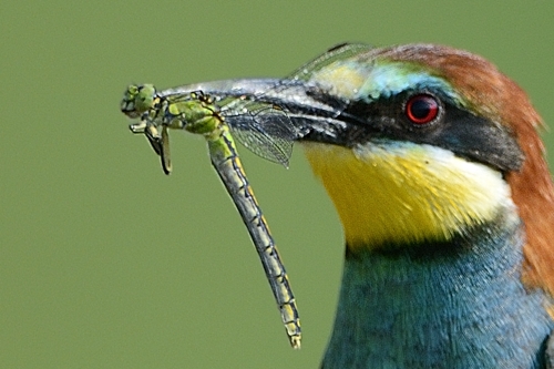 Libellula finita male