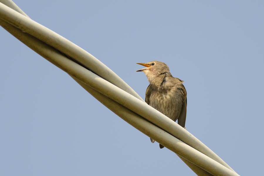 A passeggio sopra i cavi elettrici