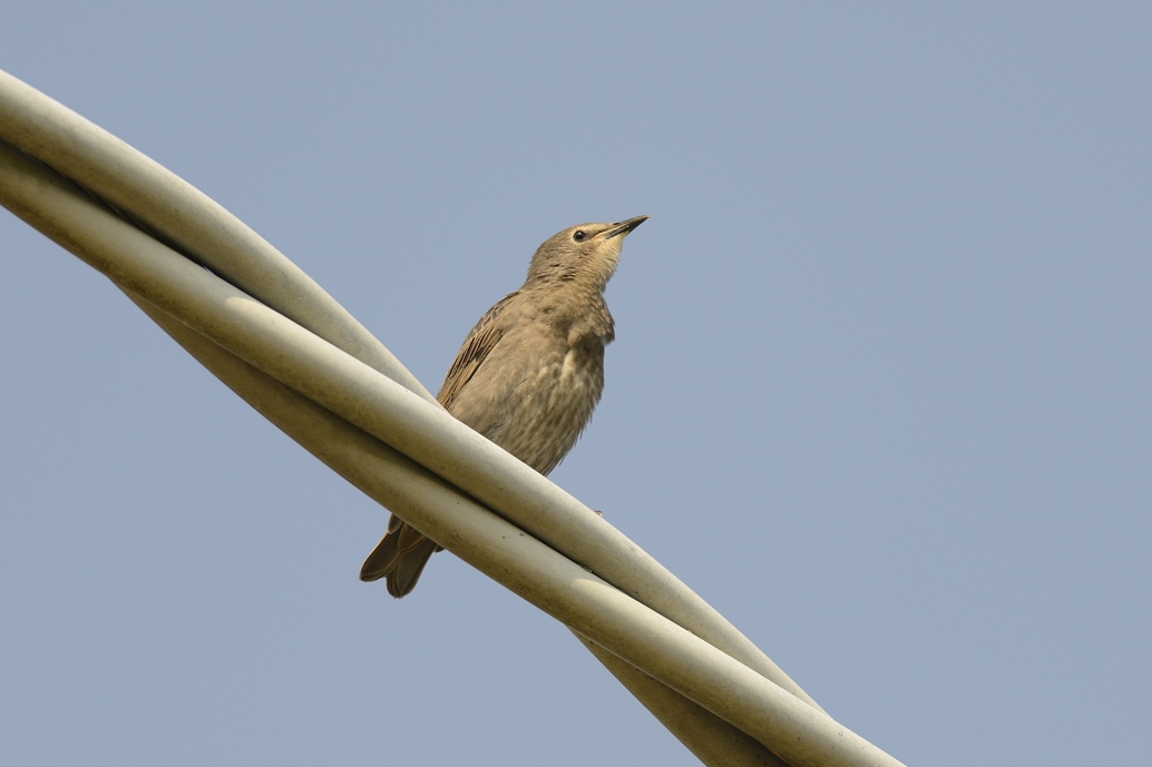 A passeggio sopra i cavi elettrici