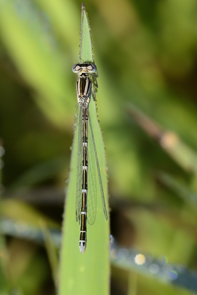 Damigella da ID - Coenagrion caerulescens