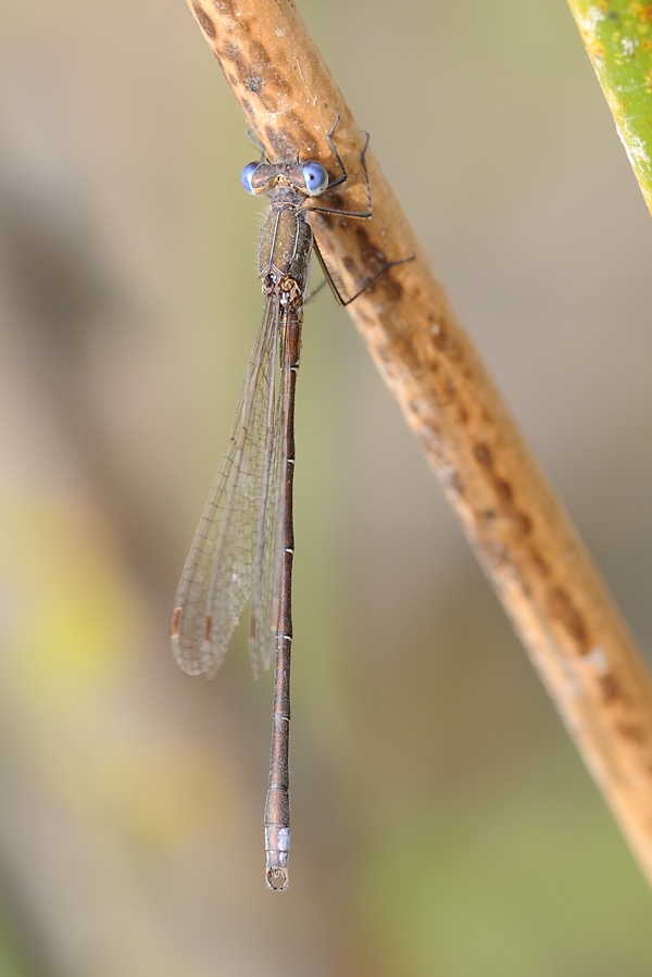 Lestes virens vestalis