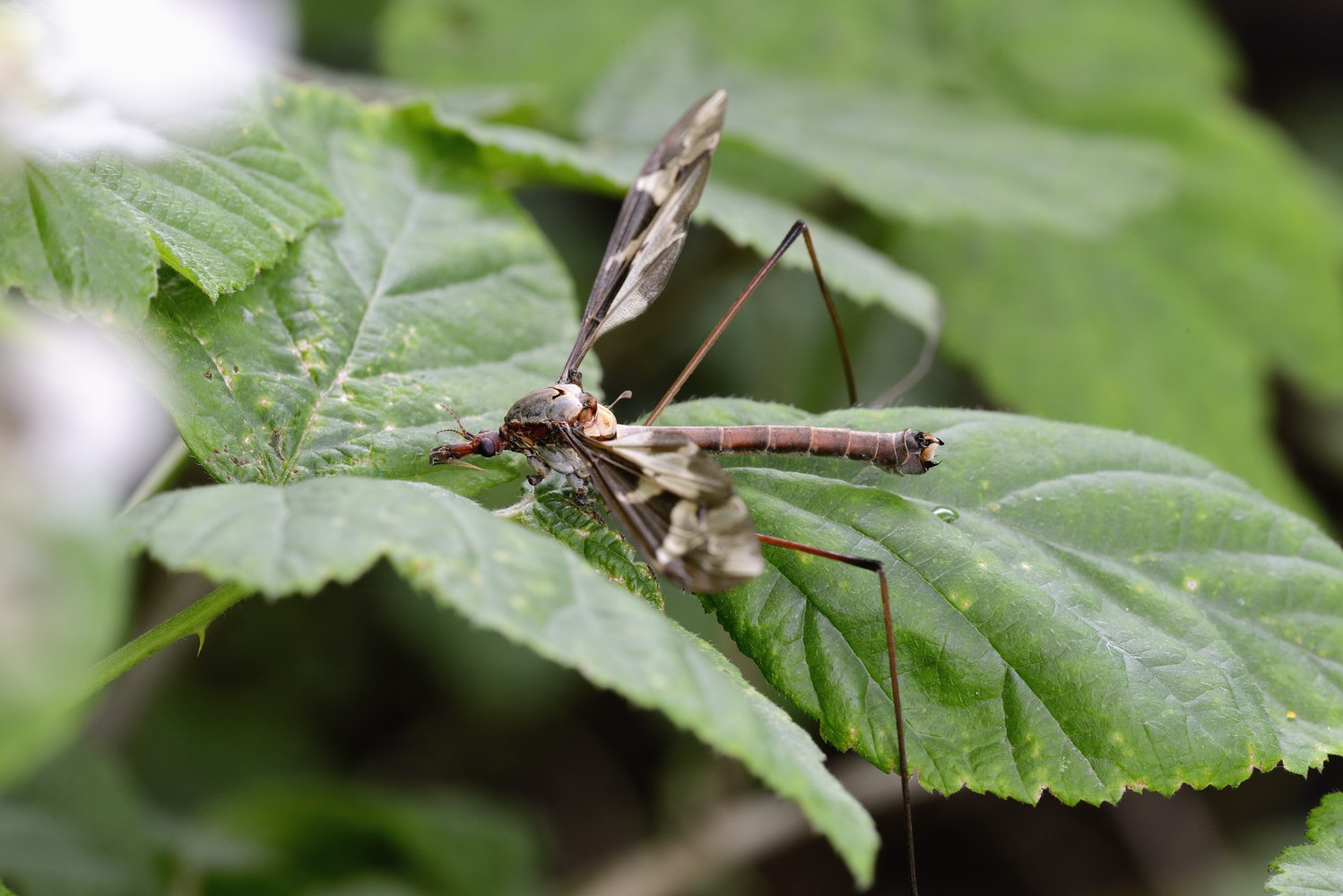 Tipula maxima (Tipulidae)