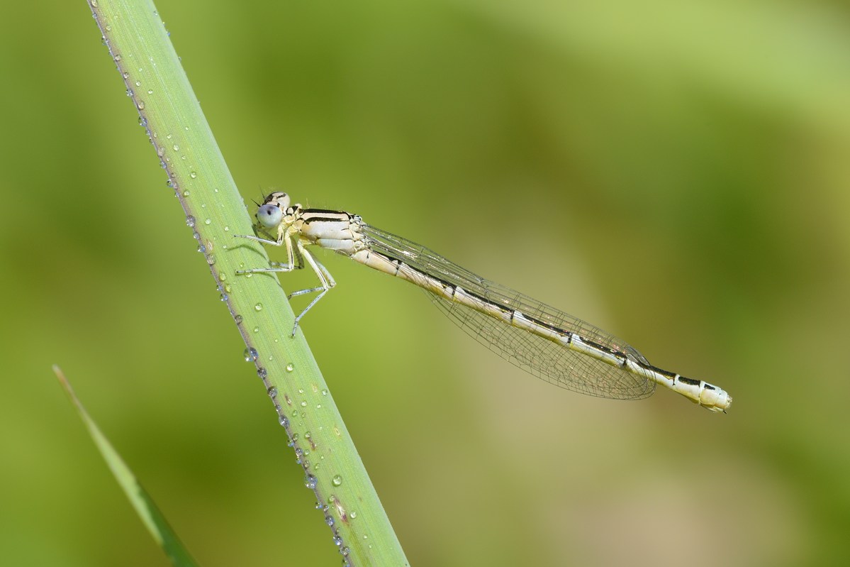 Damigella da ID - Coenagrion caerulescens